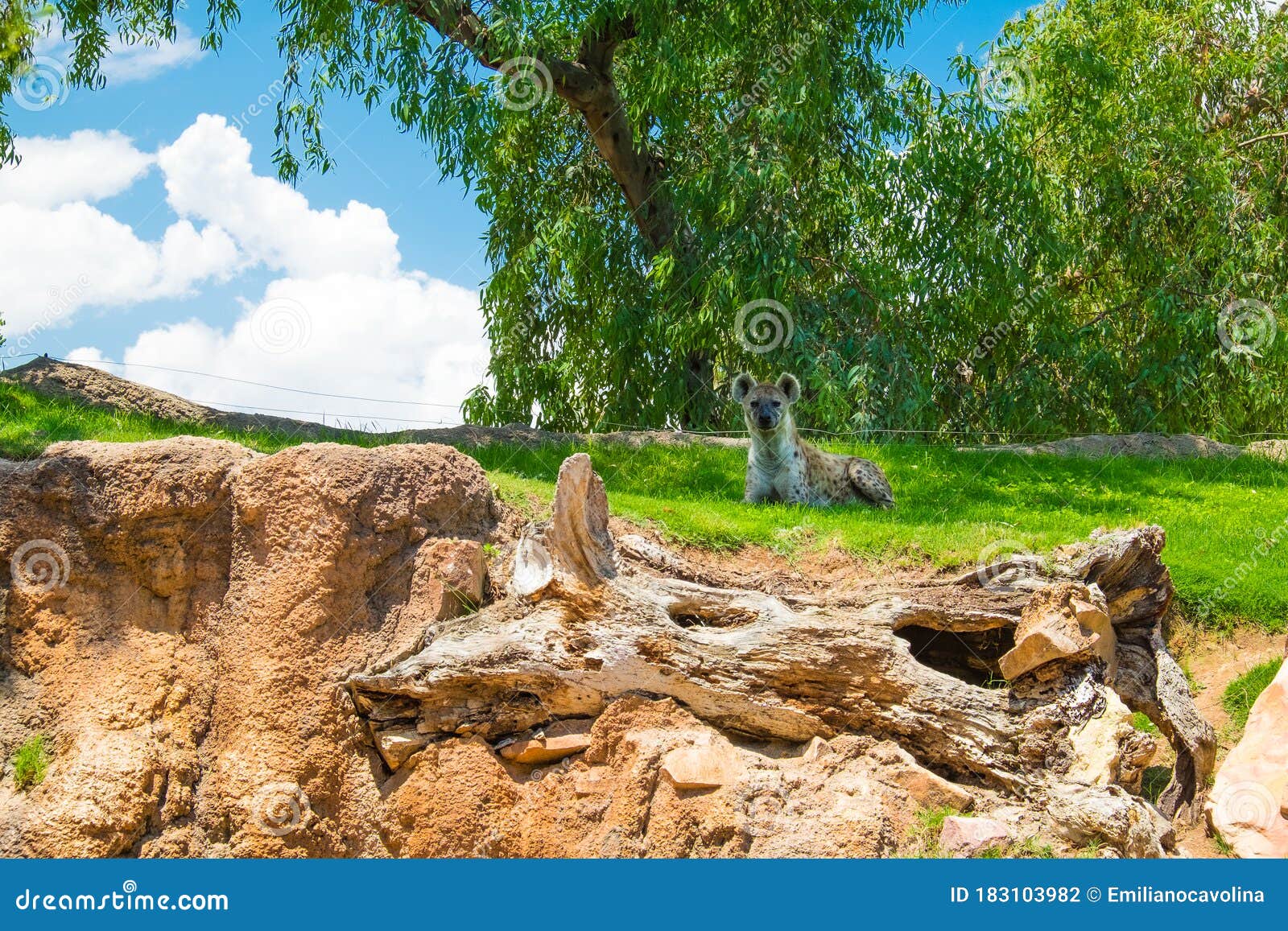 hyena at bioparc in valencia